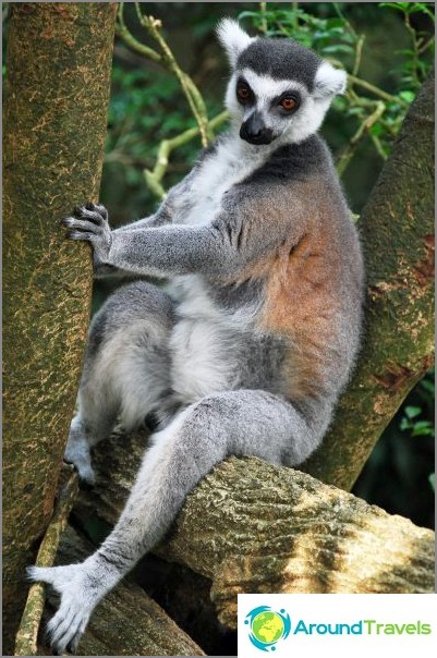 Lemurs that run along paths among visitors / commons.wikimedia / hensiyuan