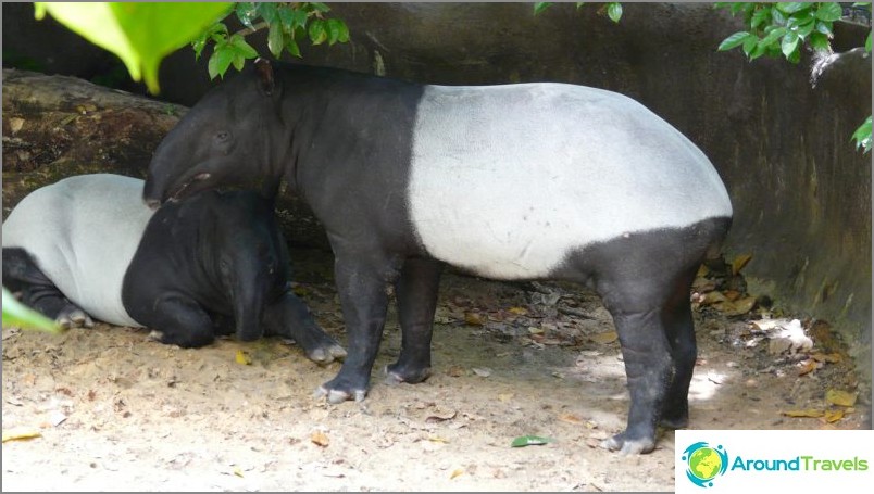 Fat and cute tapir / commons.wikimedia / hensiyuan