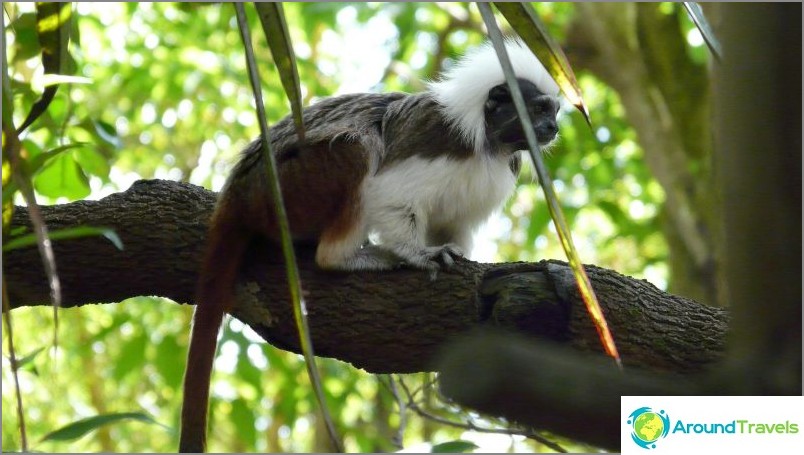 Tamarin tai Oidipus Marmoset, hauska apinat / commons.wikimedia / hensiyuan