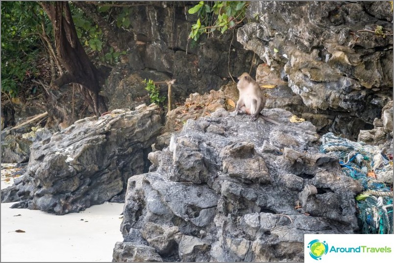 Monkey Beach - Monkey Paradise på Phi Phi Don