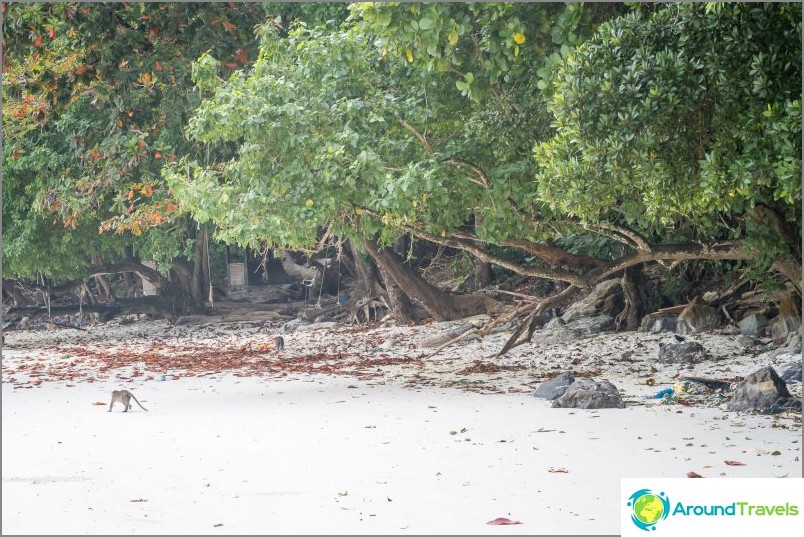 Monkey Beach - Monkey Paradise på Phi Phi Don