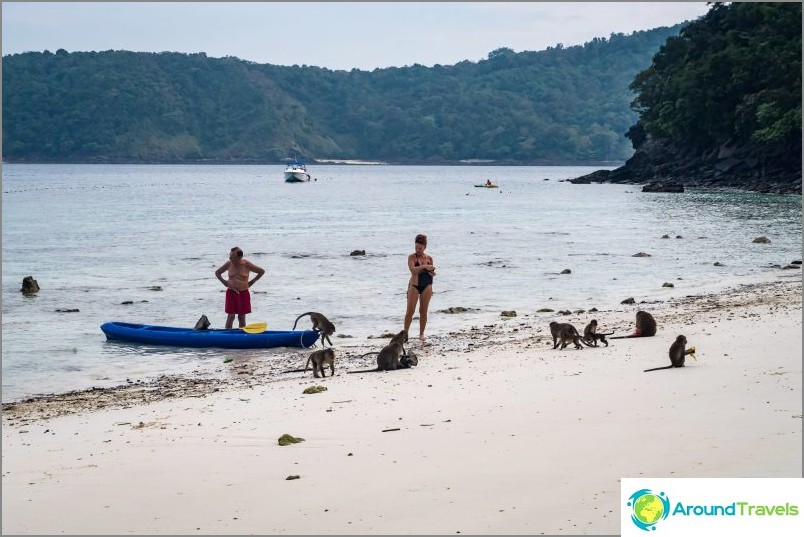 Monkey Beach - Monkey Paradise ved Phi Phi Don