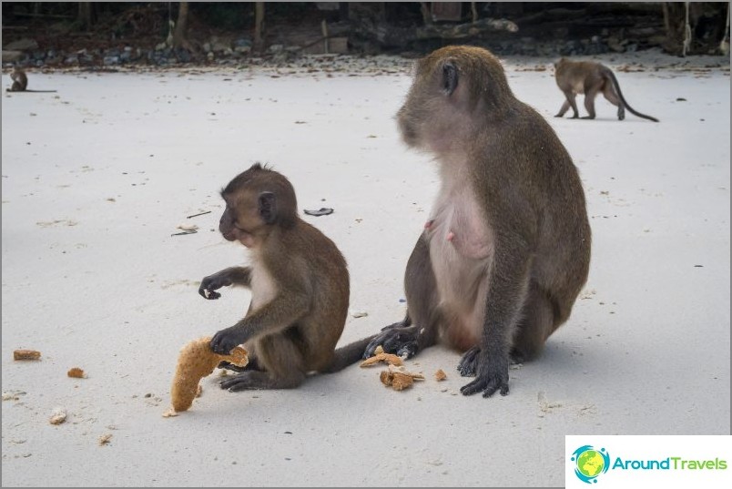 شاطئ القرد - قرد الجنة في Phi Phi Don