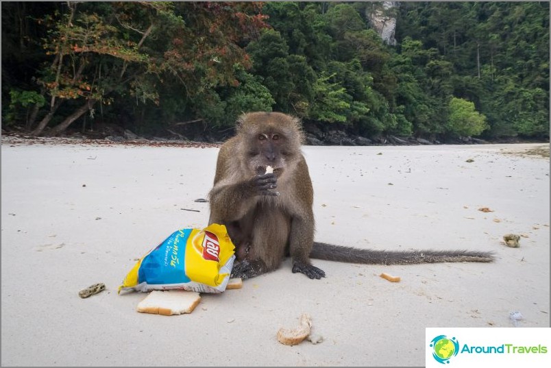 Monkey Beach - Monkey Paradise vo Phi Phi Don