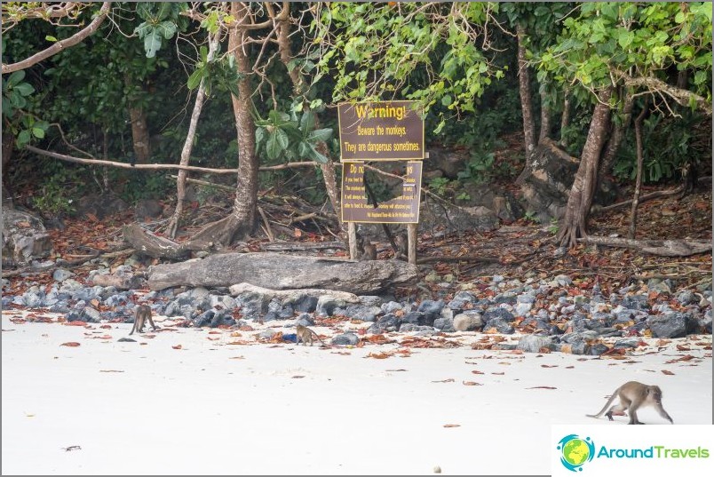 Monkey Beach - Paraíso dos Macacos em Phi Phi Don