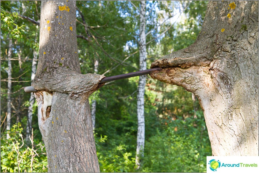 يتم امتصاص الشريط الأفقي عمليا في الأشجار