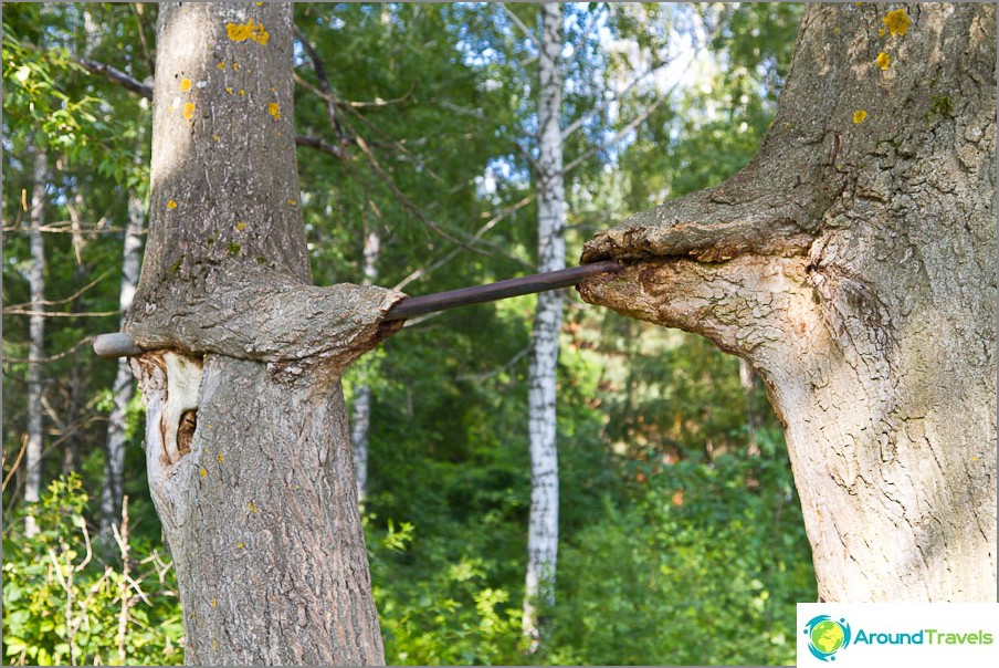 La barra orizzontale viene praticamente risucchiata tra gli alberi