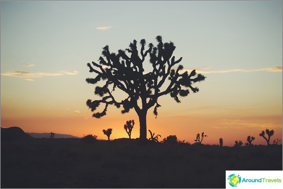 Joshua Tree, Stati Uniti