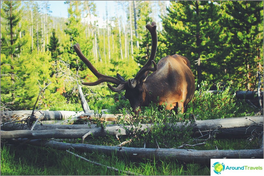 Nel Parco Nazionale di Yellowstone, Stati Uniti