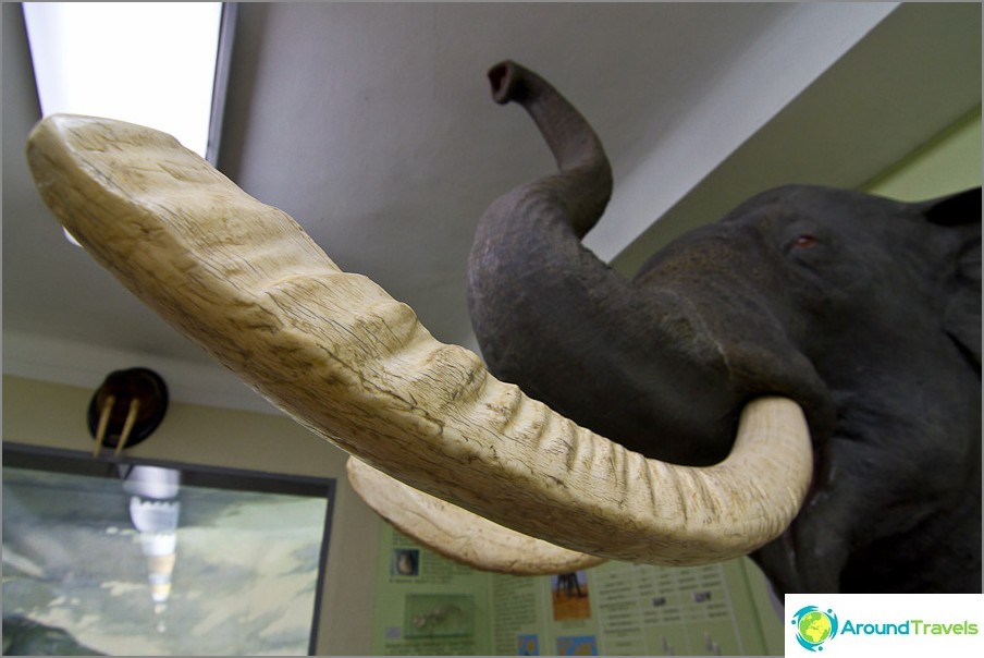 En elefantständer stockar på ett gitter i en zoo