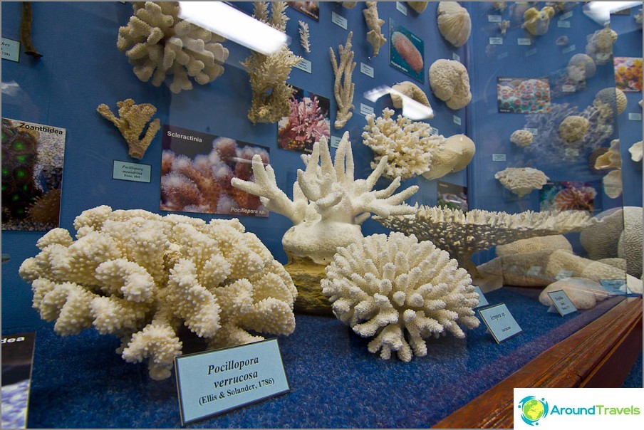 Korall vänder djur