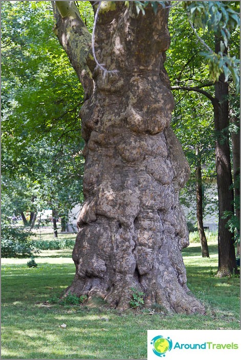 Storočia starý strom