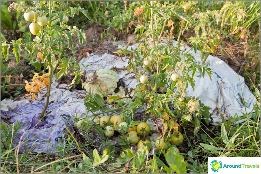 Mini garden with tomatoes