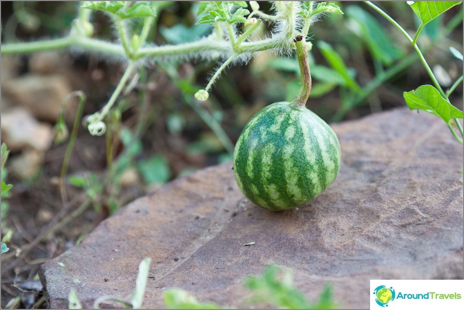 Watermelons grow in the Oryol region