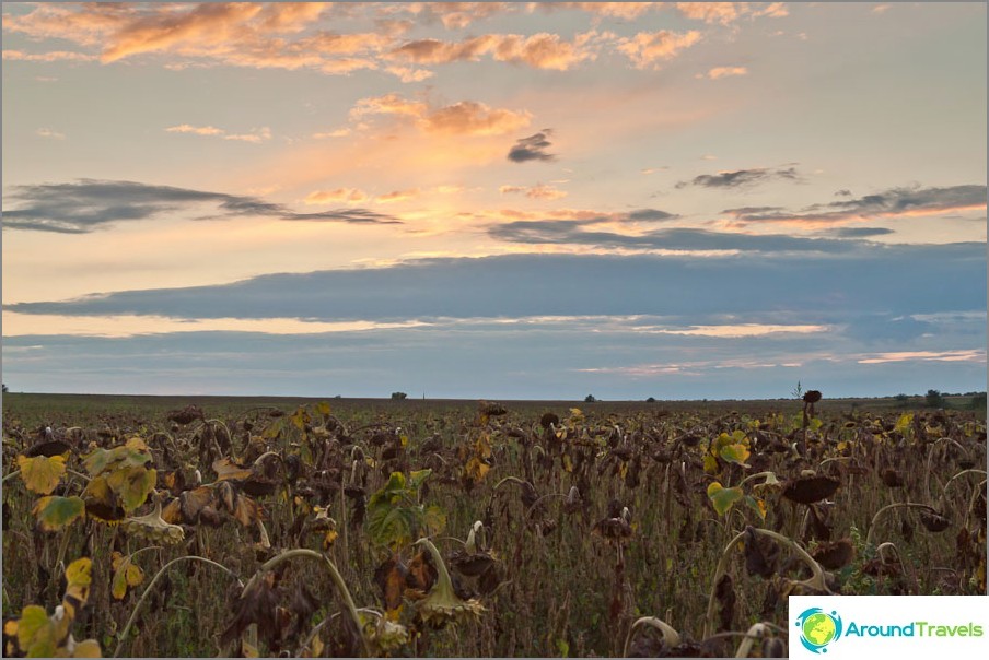 Champs de tournesol