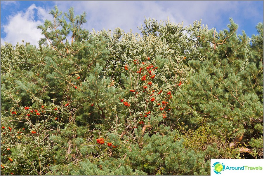 Red rowan berries on the background of coniferous needles