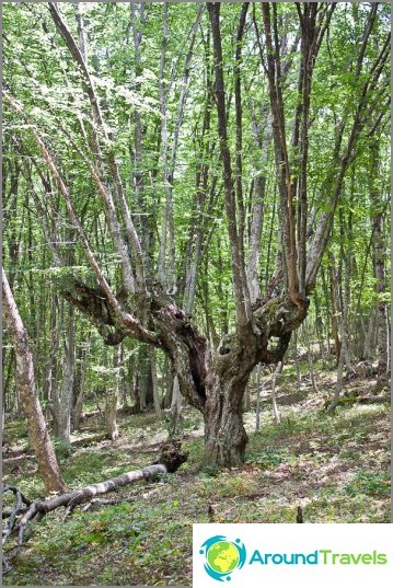 Grappige bomen in het bos