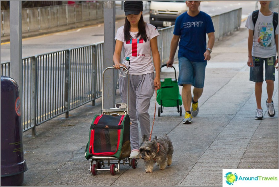 A spasso il cane e il carrello del cane