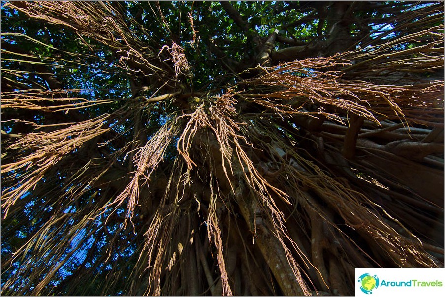 India Rubber Tree - Hangs almost to the floor