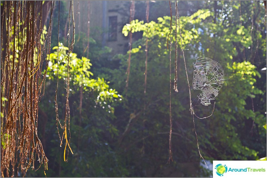 Индийско каучуково дърво и паяжината в лъчите на залязващото слънце