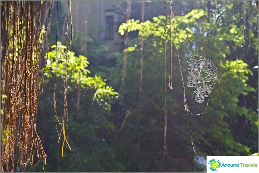 India Rubber Tree and spider web in the rays of the setting sun