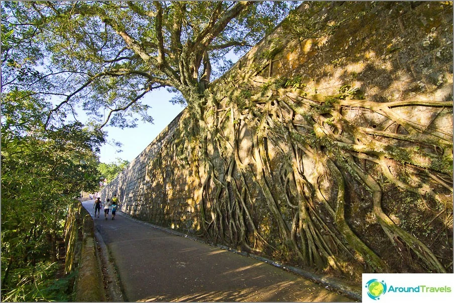 The tree grows right out of the stone wall