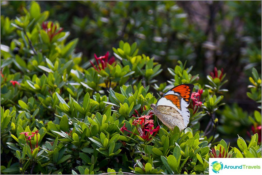 Instead of flies, butterflies fly in the city