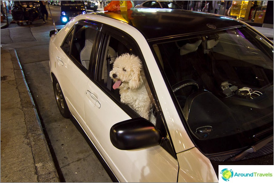 Shopping with the dog