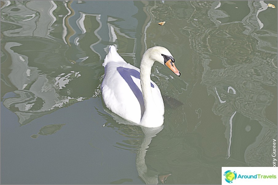 Swan on Burano