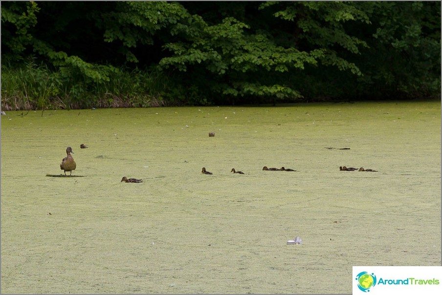 Ducks swim with difficulty in a swampy pond