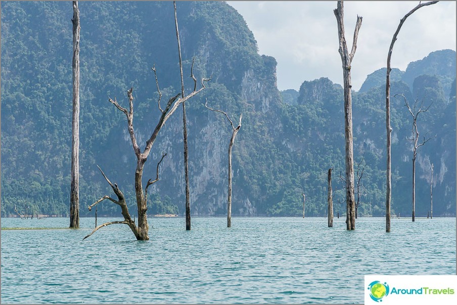 La cime des arbres a survécu, bien qu'ils aient été inondés en 1982