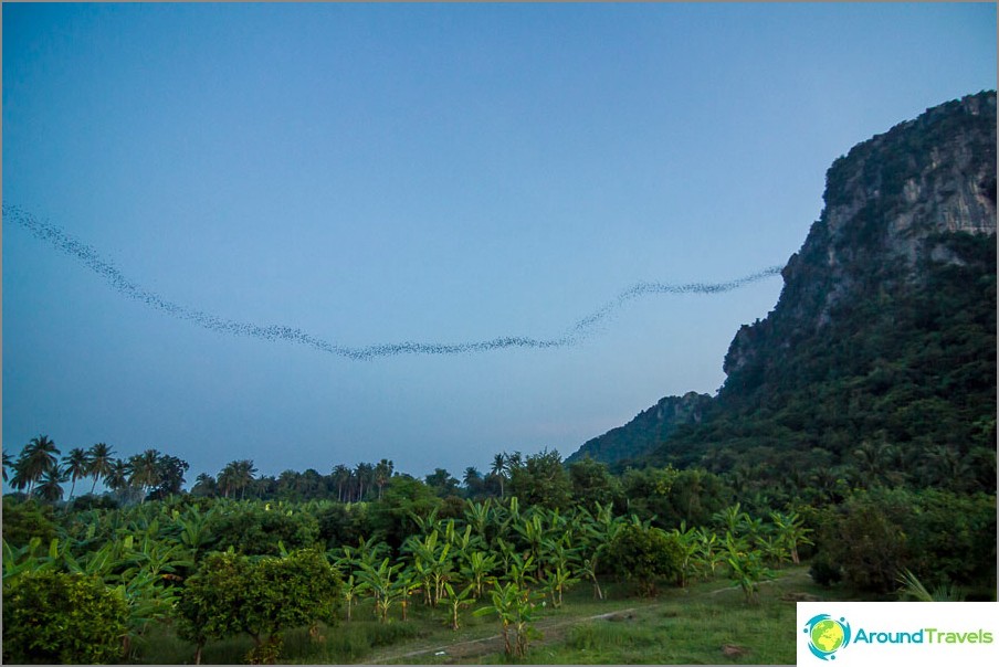 Mountain bats near ChaAm