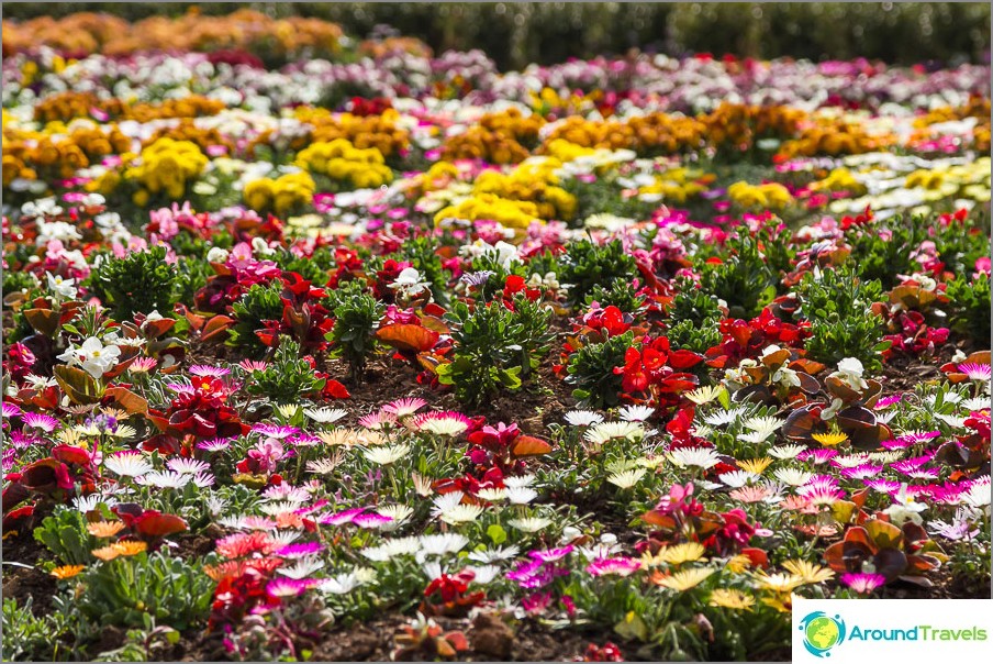 Flowers bedspread