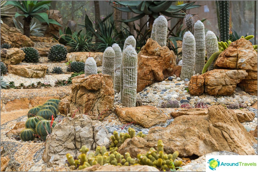 Pavilion with cacti