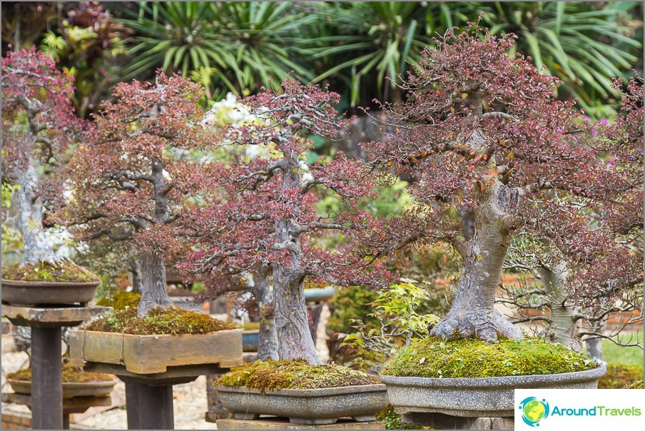 Bonsai garden