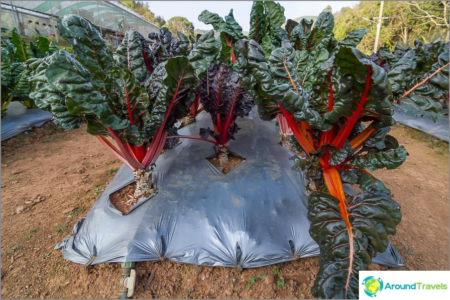 It is not very noticeable here, but the beets are beautifully planted.