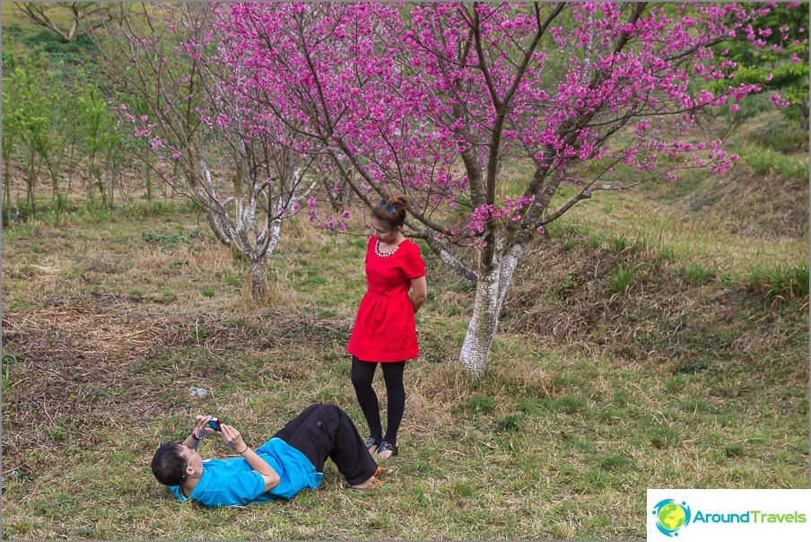 Os restos de sakura, você precisa se esquivar de tirar uma foto