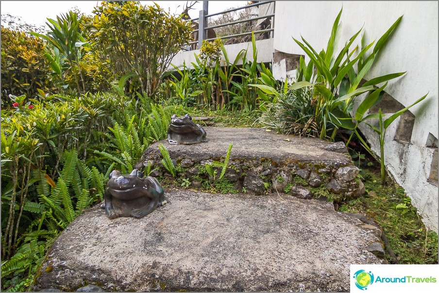 Smiling frogs at visitors