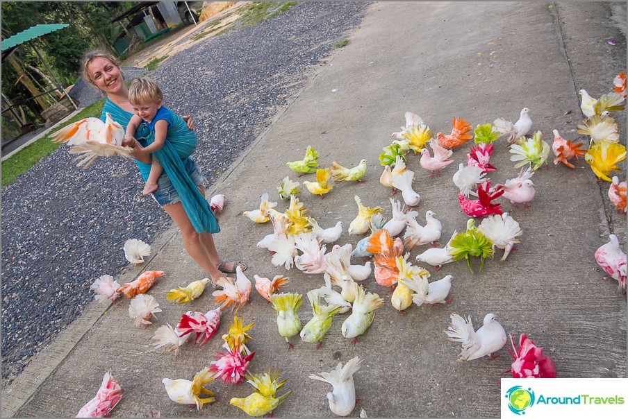 Kingdom of painted pigeons