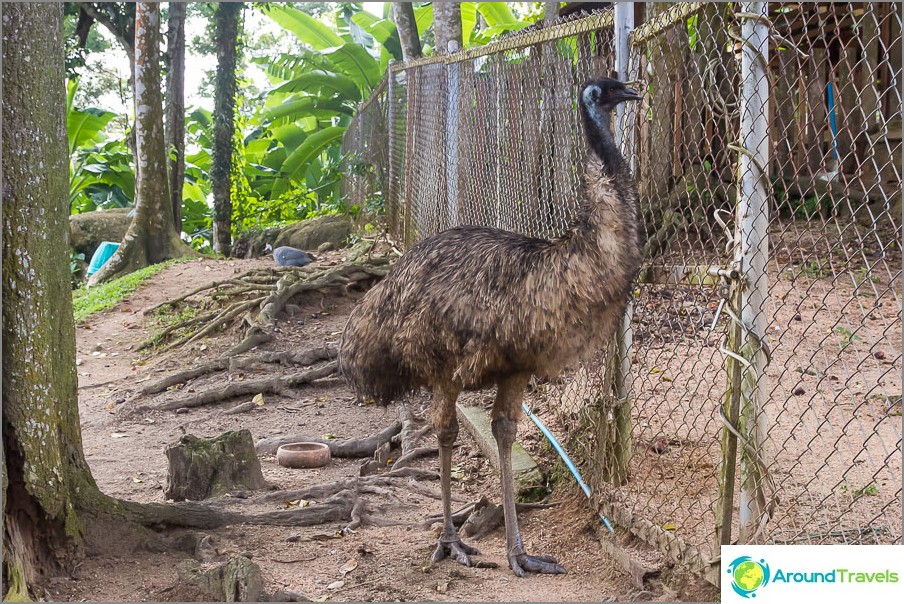 Op hun hoede struisvogel