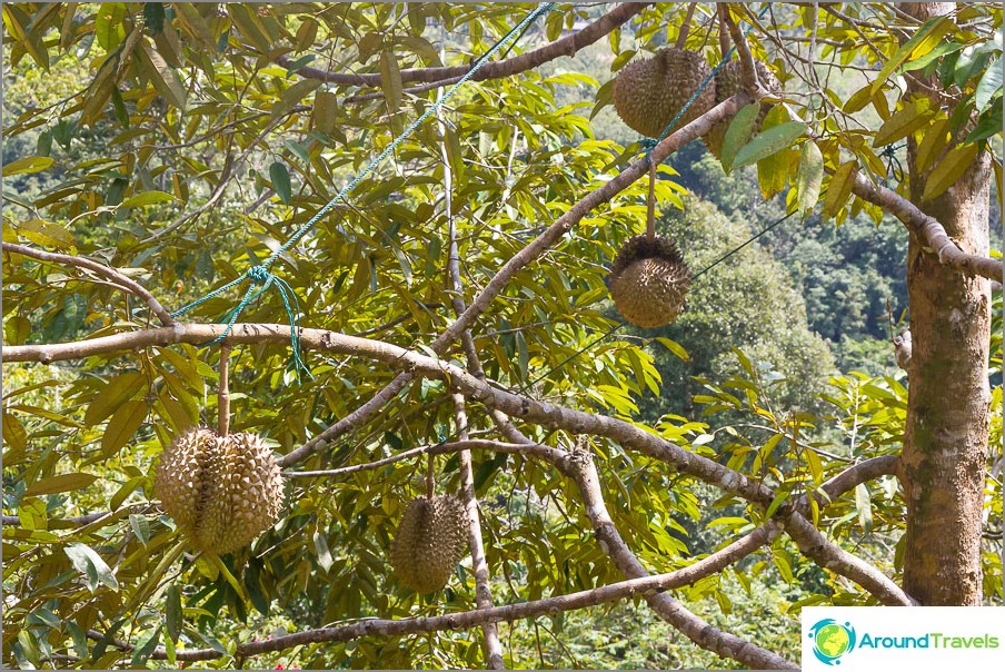 Voilà comment mes durians préférés grandissent