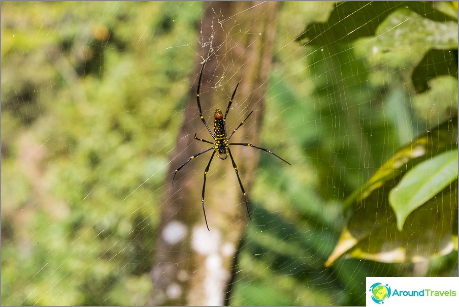 Er zijn grote spinnen in de jungle