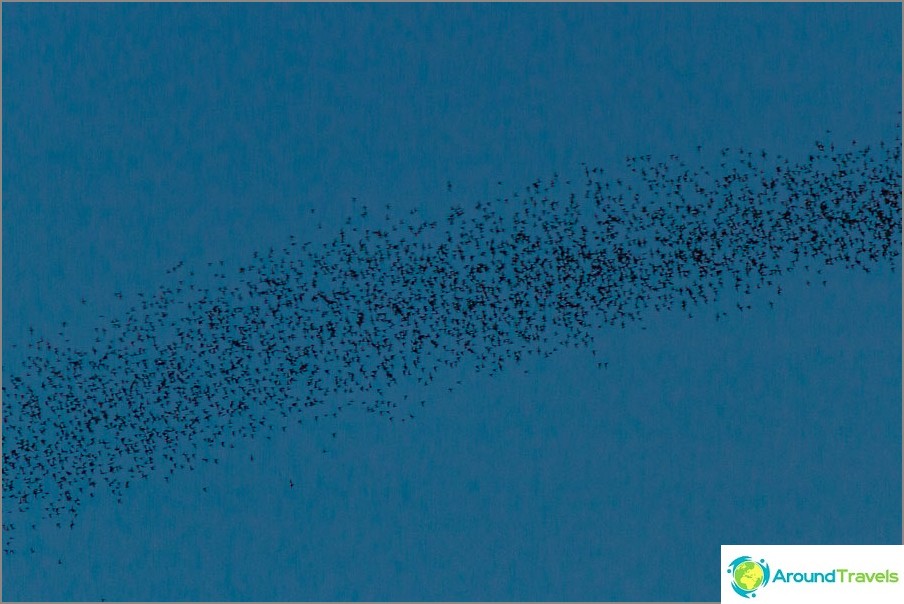 If you zoom in, you can see that these are bats.