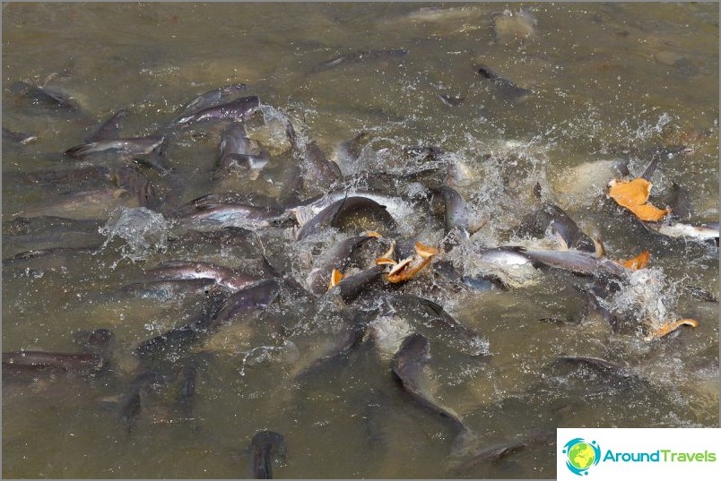 لدى تشاو فرايا الكثير من الأسماك ويمكن إطعامها.
