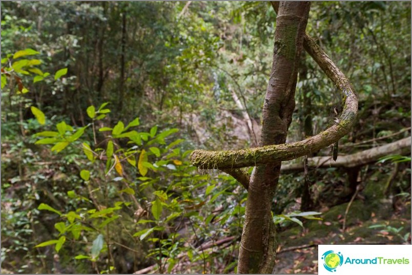 شلال كلونج تشاو لوام - الطبيعة الحقيقية والغابة!