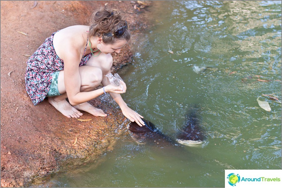 Você pode acariciar o peixe