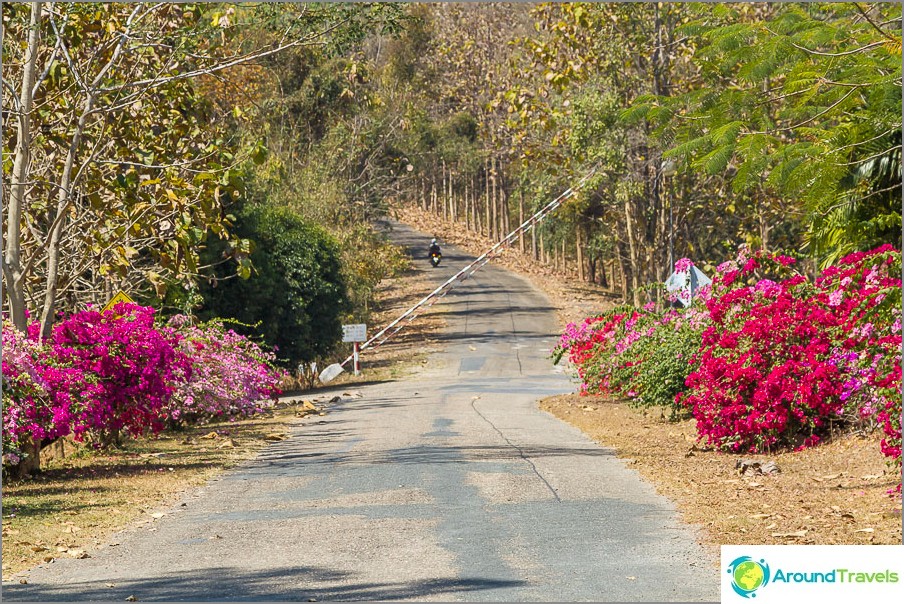 Além das árvores, as flores estão por toda parte.