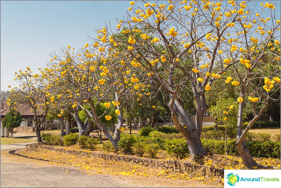 Trees with large yellow flowers grow near the gazebo