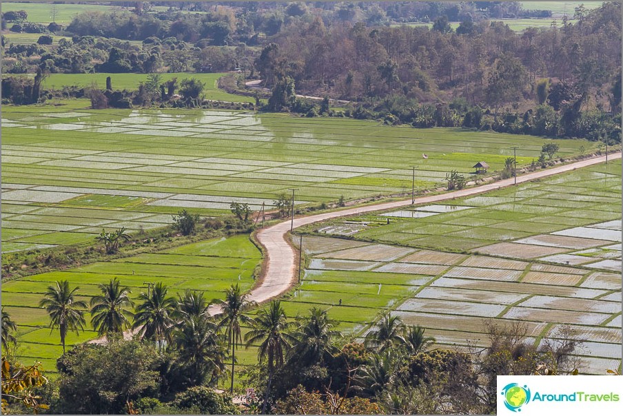 Los campos de arroz son visibles en el enfoque