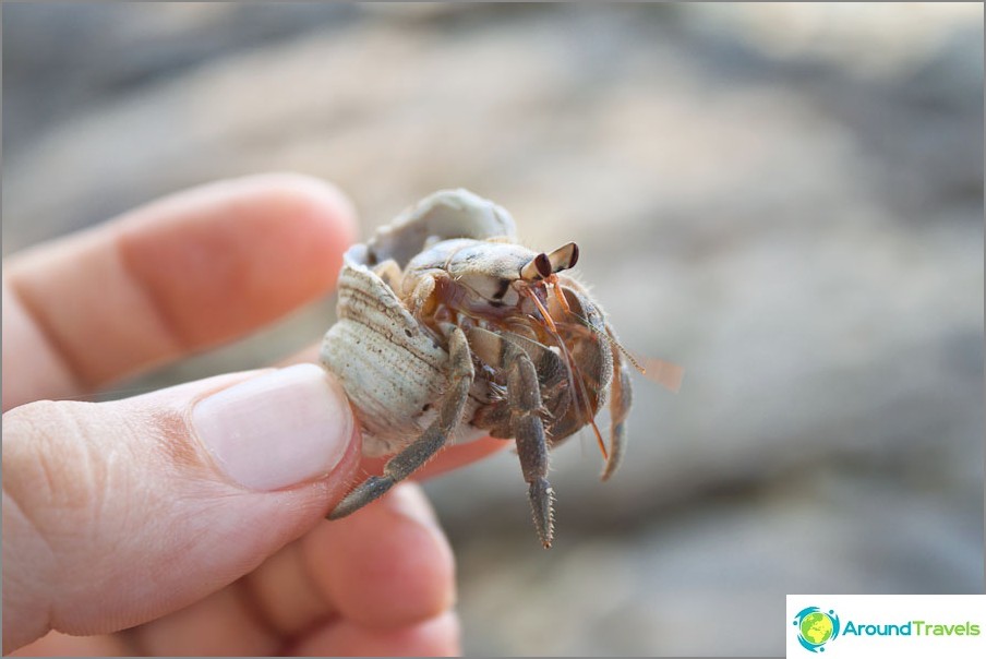 The hermit crab tried to bite my finger